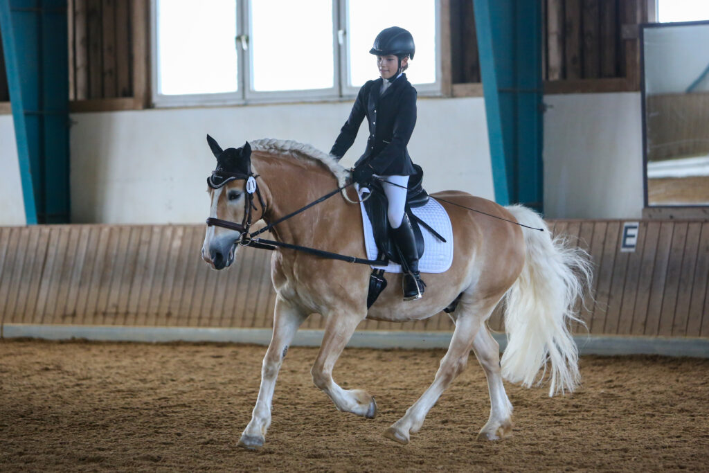 Buttenheim_Haflinger_Tierfotos_Nürnberg