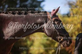 Turnierfoto